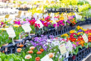 宝塚植木まつり4